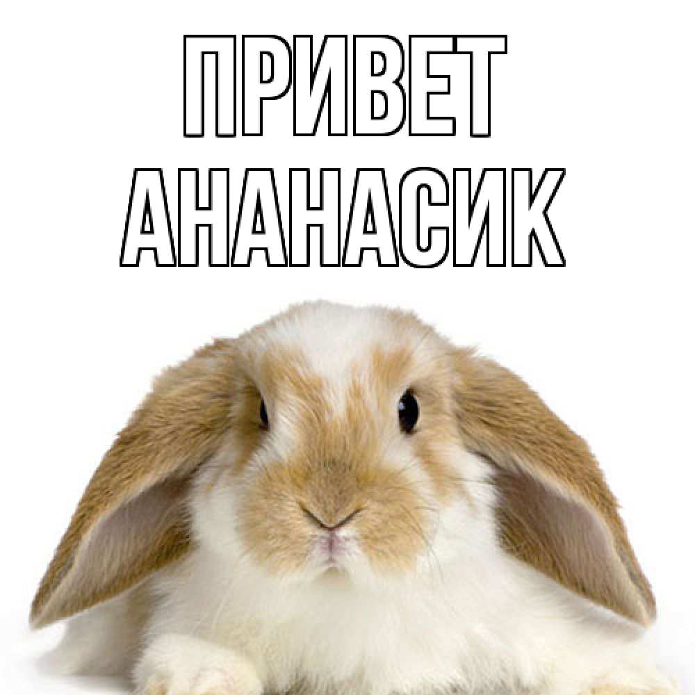 Открытка на каждый день с именем, ананасик Привет с животными Прикольная открытка с пожеланием онлайн скачать бесплатно 