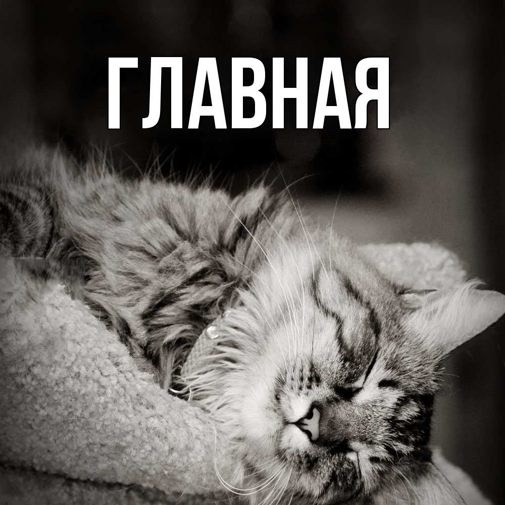 Открытка на каждый день с именем, Анна Главная котярик пушистый Прикольная открытка с пожеланием онлайн скачать бесплатно 