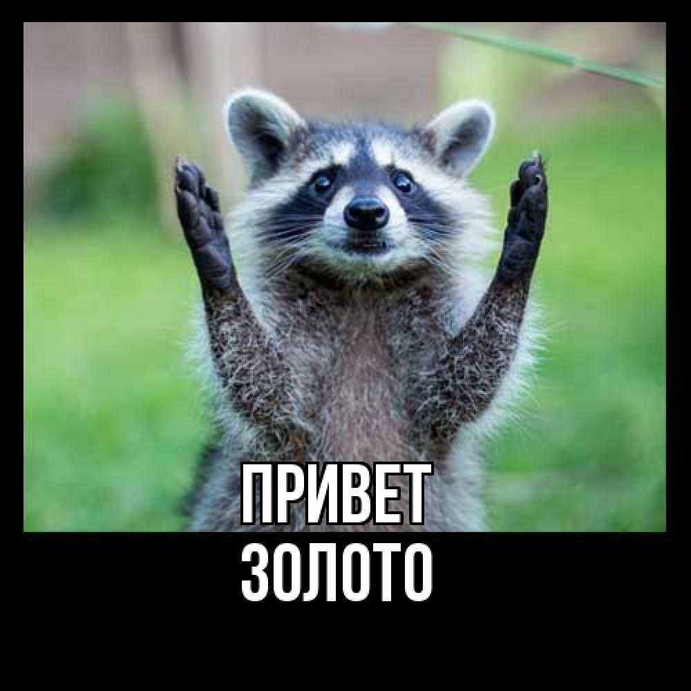 Открытка на каждый день с именем, Золото Привет животные Прикольная открытка с пожеланием онлайн скачать бесплатно 