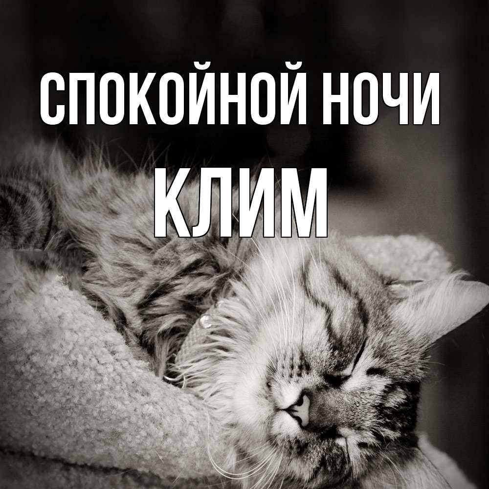 Открытка на каждый день с именем, Клим Спокойной ночи котярик пушистый Прикольная открытка с пожеланием онлайн скачать бесплатно 