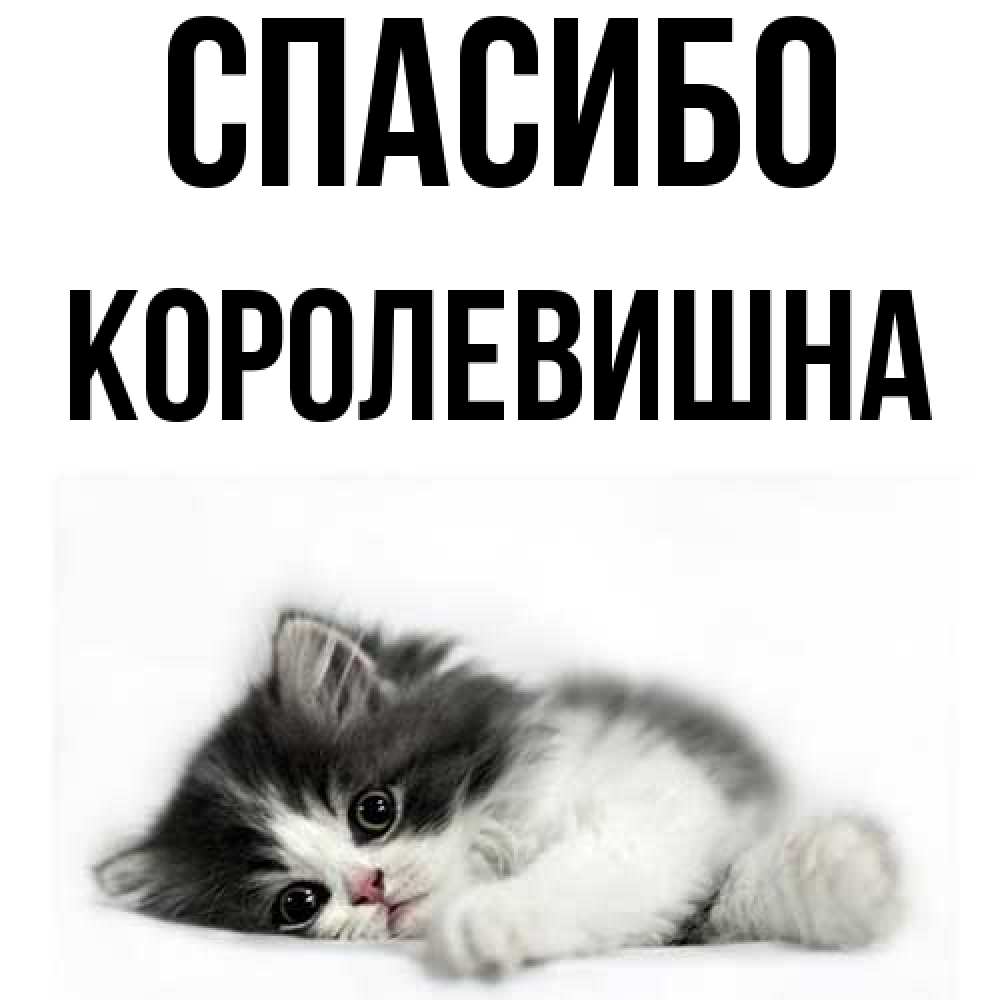 Открытка на каждый день с именем, Королевишна Спасибо черный и белый кот Прикольная открытка с пожеланием онлайн скачать бесплатно 
