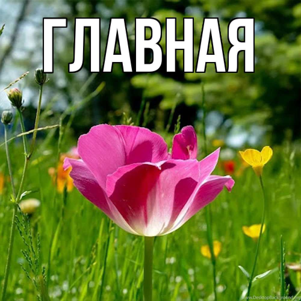 Открытка на каждый день с именем, Анна Главная полевые цветы Прикольная открытка с пожеланием онлайн скачать бесплатно 