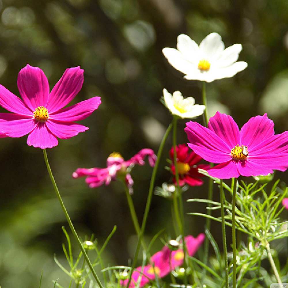 Открытка на каждый день с именем, Диванчик C 8 МАРТА цветы Прикольная открытка с пожеланием онлайн скачать бесплатно 