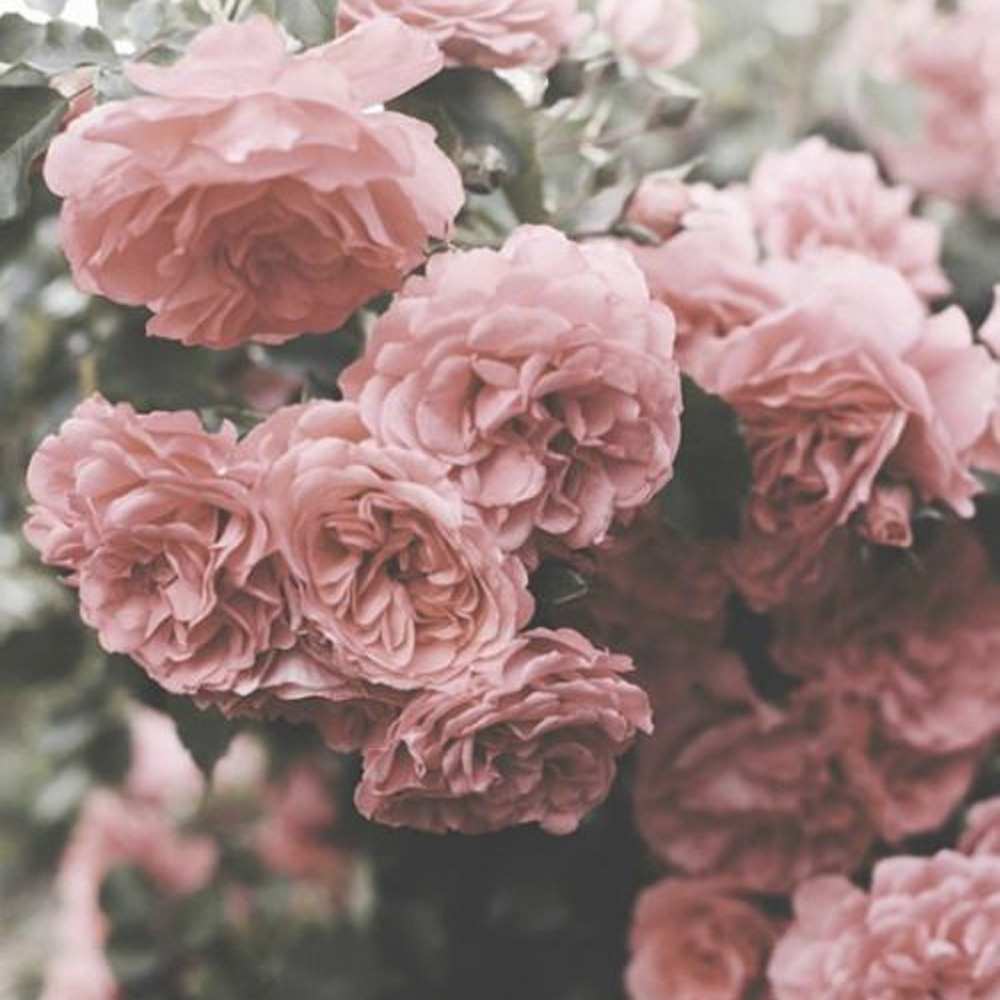 Открытка на каждый день с именем, блистательная Я тебя люблю розы 3 Прикольная открытка с пожеланием онлайн скачать бесплатно 