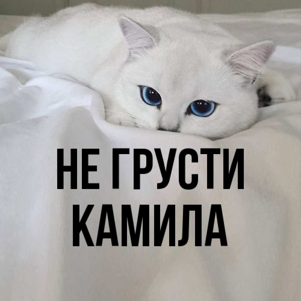 Открытка на каждый день с именем, Камила Не грусти Голубоглазая кошка Прикольная открытка с пожеланием онлайн скачать бесплатно 