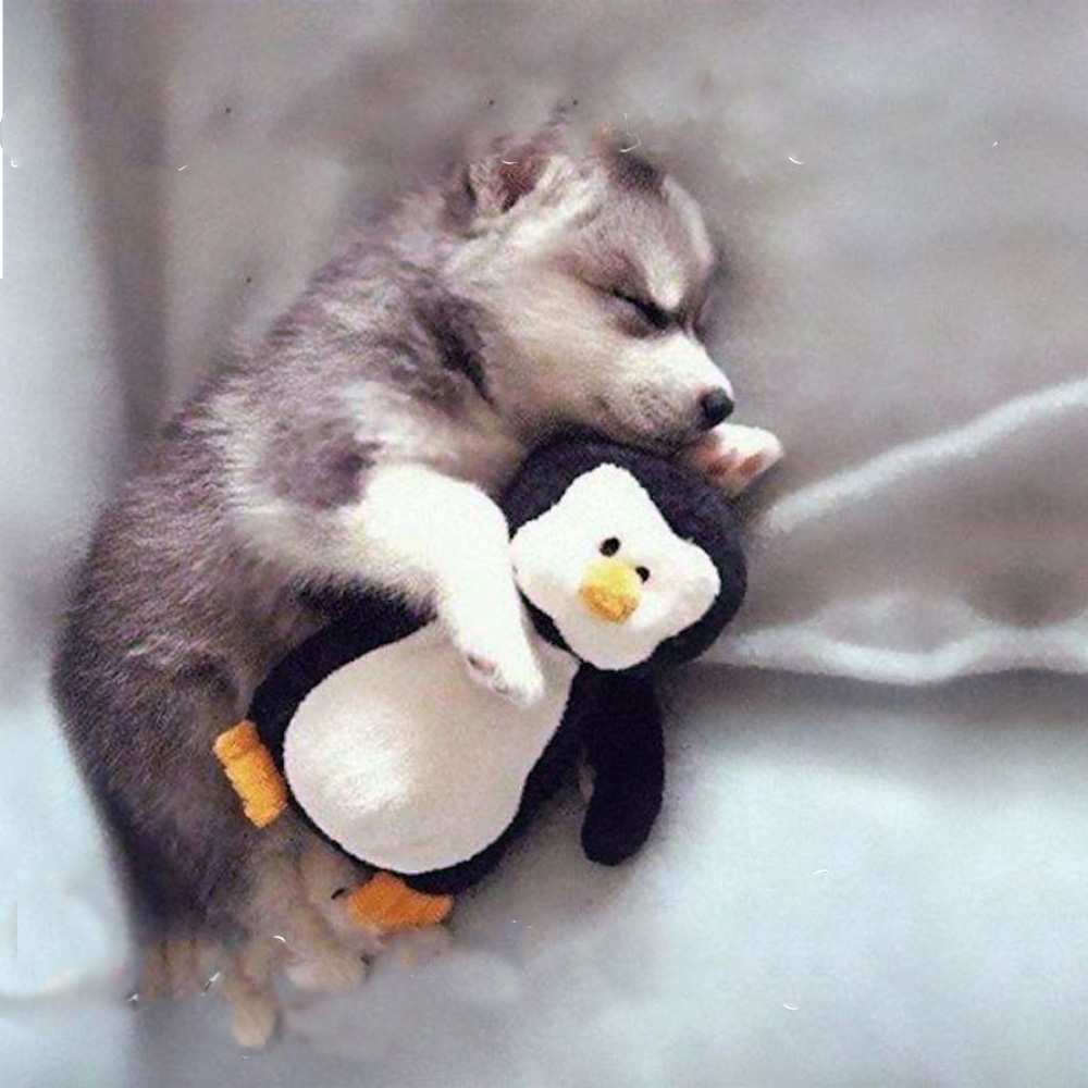 Открытка на каждый день с именем, Евсей Спокойной ночи обнимашки щенка и пингвина Прикольная открытка с пожеланием онлайн скачать бесплатно 