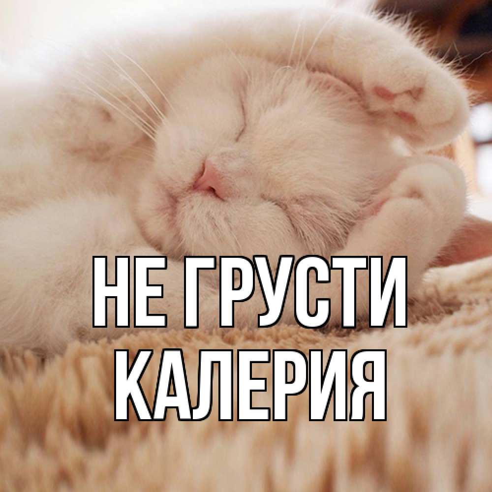 Открытка на каждый день с именем, Калерия Не грусти белый кот Прикольная открытка с пожеланием онлайн скачать бесплатно 