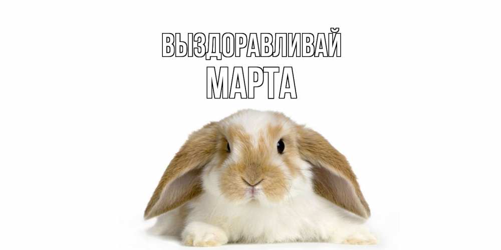 Открытка на каждый день с именем, Марта Выздоравливай вислоухий кролик белого и коричневого цвета Прикольная открытка с пожеланием онлайн скачать бесплатно 