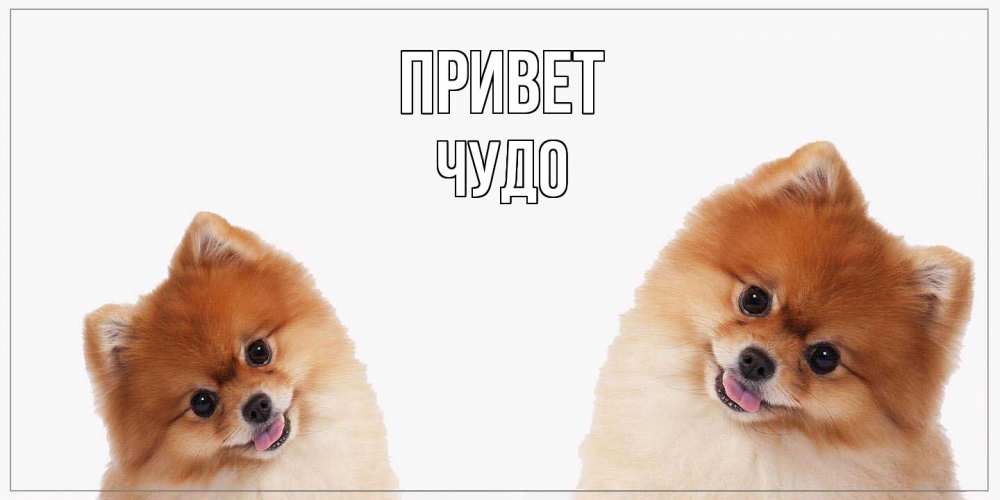 Открытка на каждый день с именем, Чудо Привет привет Прикольная открытка с пожеланием онлайн скачать бесплатно 