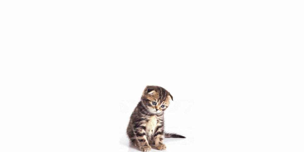 Открытка на каждый день с именем, Леший Я по тебе скучаю кот Прикольная открытка с пожеланием онлайн скачать бесплатно 