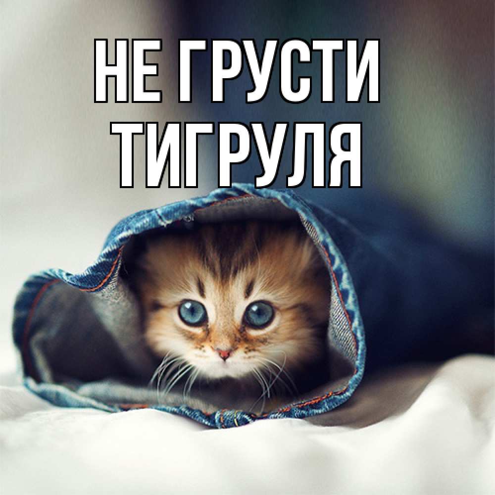 Открытка на каждый день с именем, Тигpуля Не грусти рыжик котик Прикольная открытка с пожеланием онлайн скачать бесплатно 