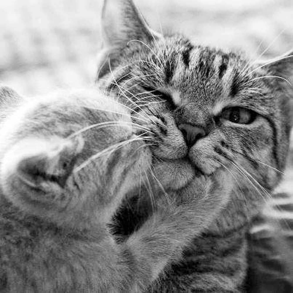 Открытка на каждый день с именем, Стас Я тебя люблю коты Прикольная открытка с пожеланием онлайн скачать бесплатно 