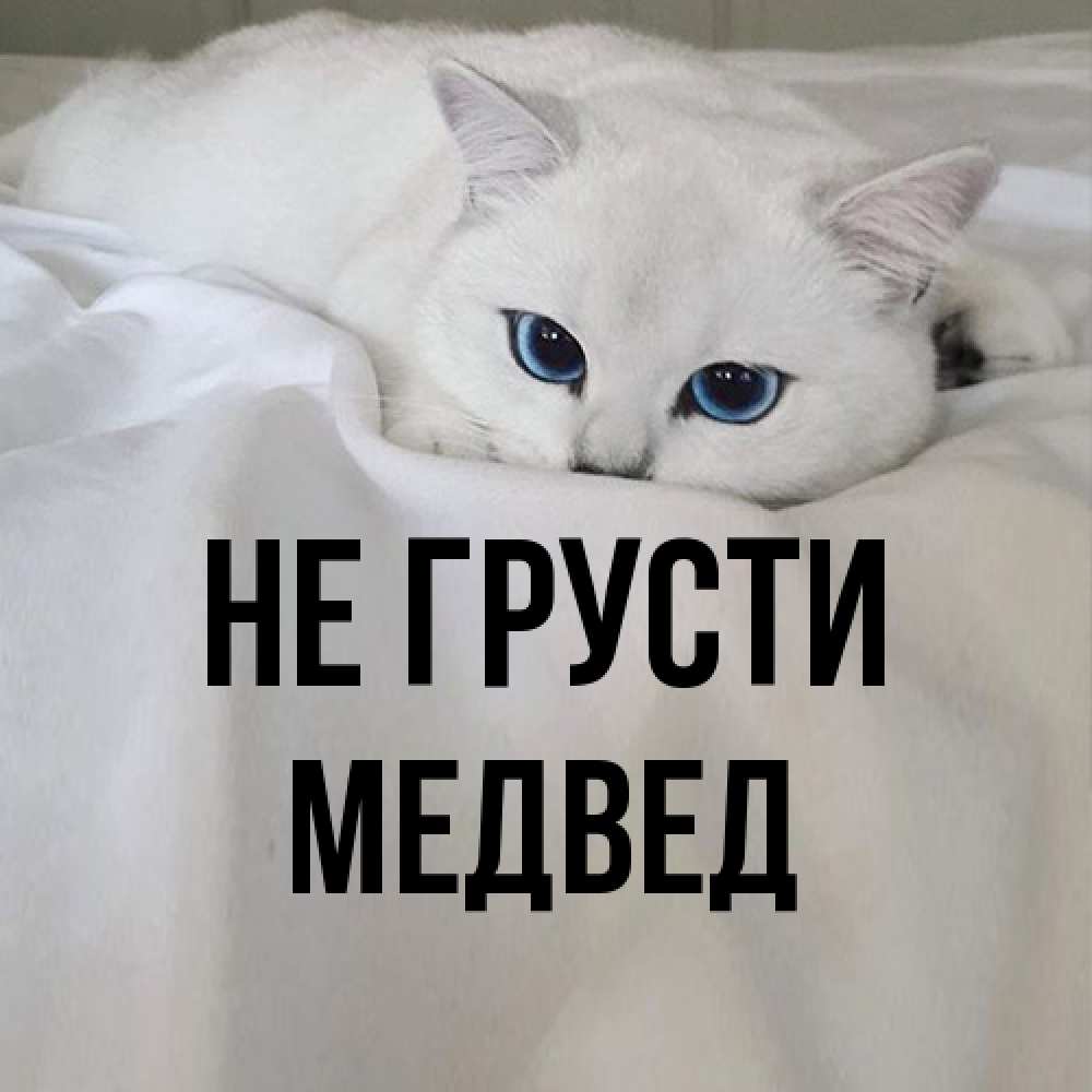 Открытка на каждый день с именем, Медвед Не грусти Голубоглазая кошка Прикольная открытка с пожеланием онлайн скачать бесплатно 