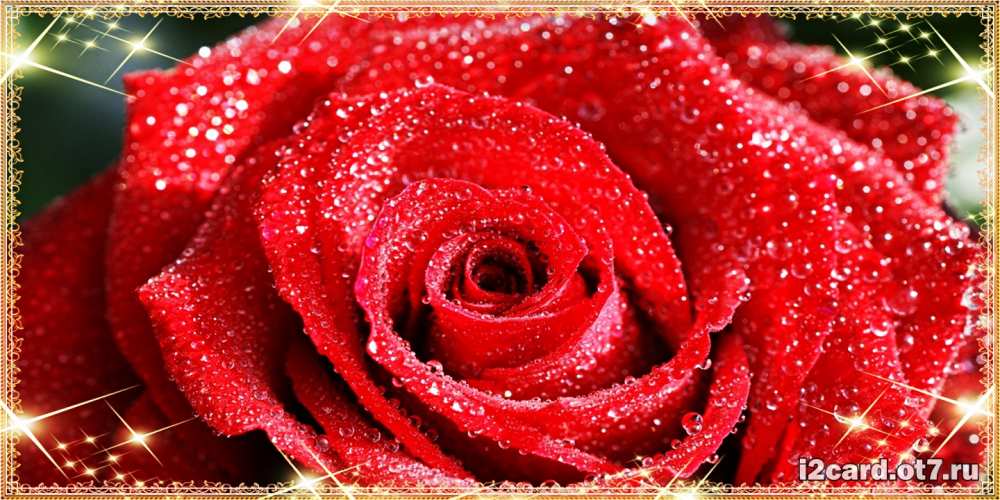 Открытка на каждый день с именем, Олененок С днем рождения роса и роза. открытка с красивой розой Прикольная открытка с пожеланием онлайн скачать бесплатно 