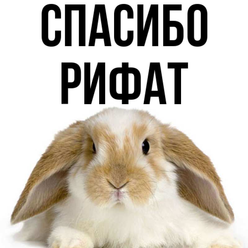 Картинка Спасибо, Рифат
