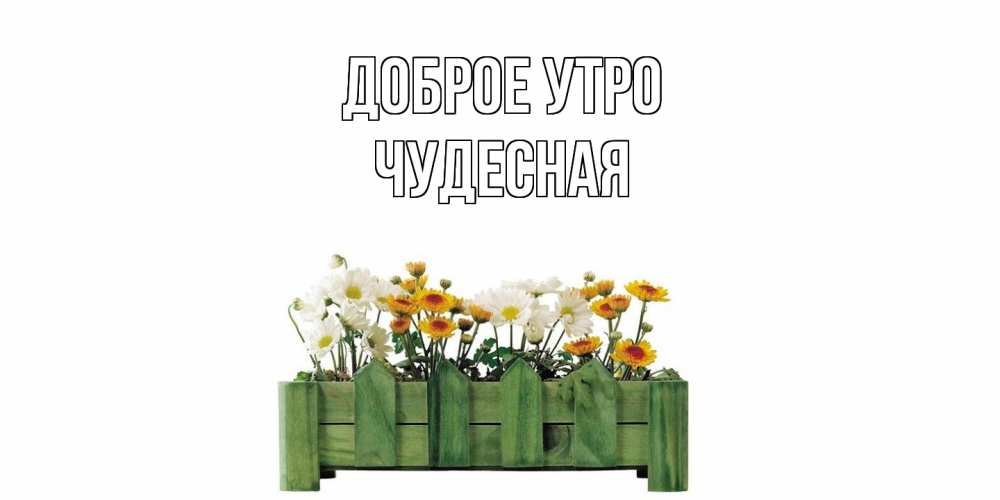 Открытка на каждый день с именем, Чудесная Доброе утро цветы Прикольная открытка с пожеланием онлайн скачать бесплатно 