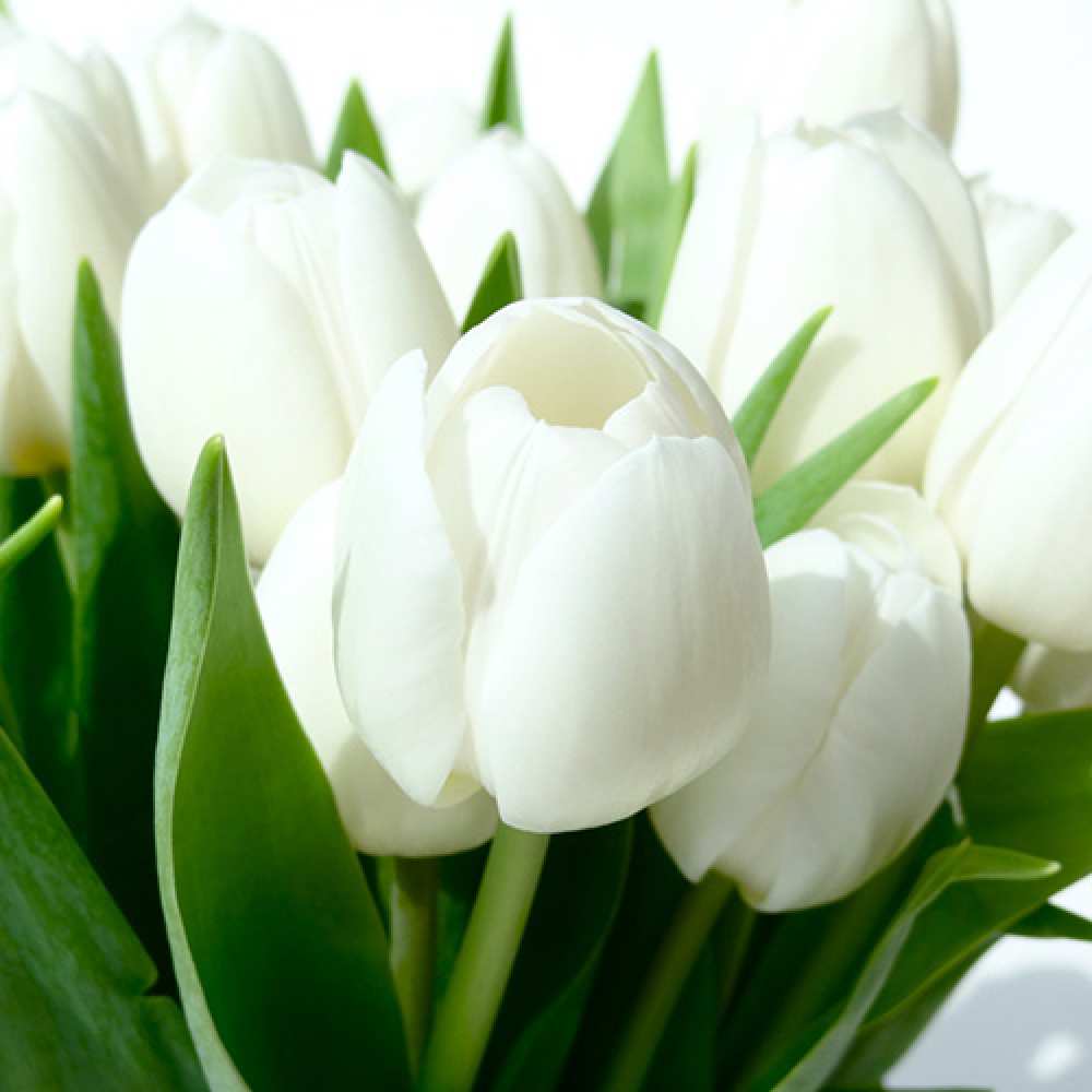 Открытка на каждый день с именем, Андрей C 8 МАРТА цветы Прикольная открытка с пожеланием онлайн скачать бесплатно 