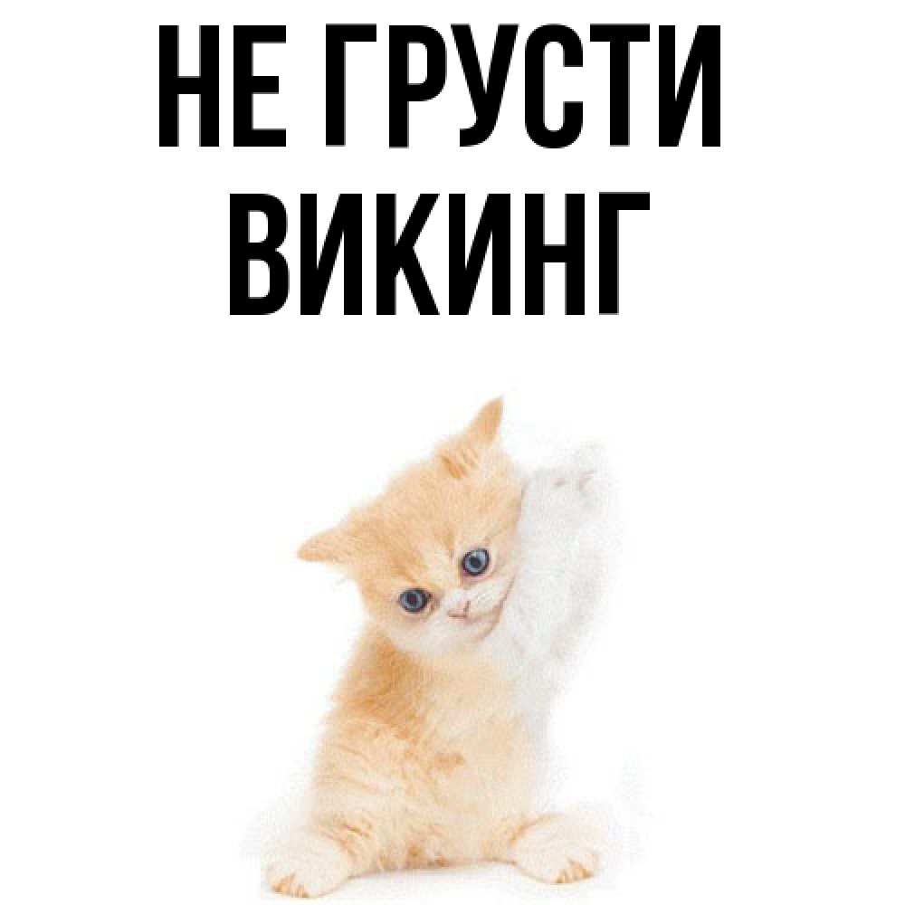 Открытка на каждый день с именем, Викинг Не грусти просящий кот Прикольная открытка с пожеланием онлайн скачать бесплатно 