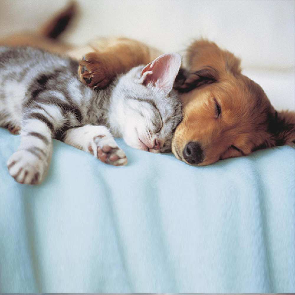 Открытка на каждый день с именем, Обвоpожительная Спокойной ночи с животными Прикольная открытка с пожеланием онлайн скачать бесплатно 
