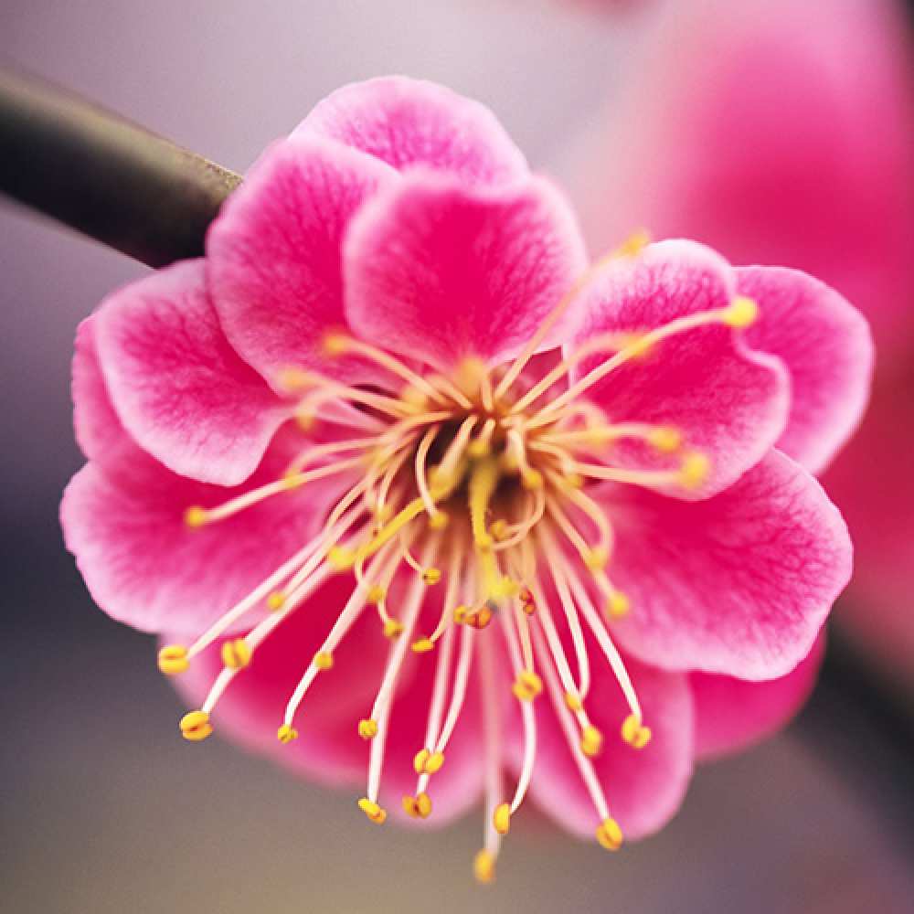 Открытка на каждый день с именем, Крошка C 8 МАРТА цветы Прикольная открытка с пожеланием онлайн скачать бесплатно 