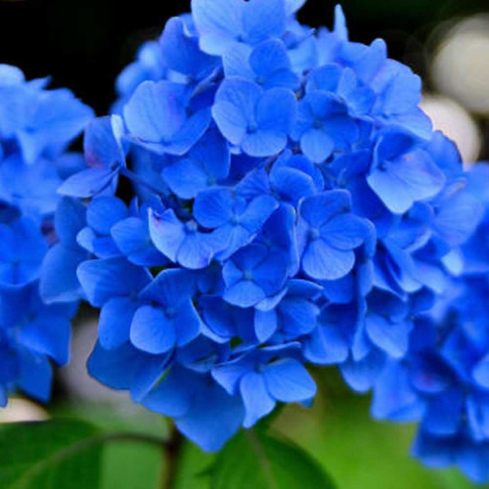 Открытка на каждый день с именем, Образованная C 8 МАРТА синие цветы Прикольная открытка с пожеланием онлайн скачать бесплатно 