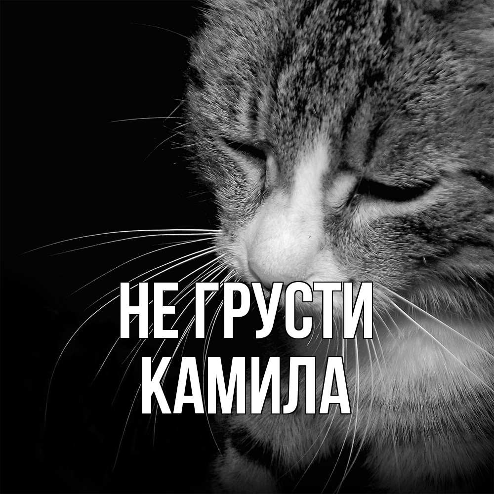 Открытка на каждый день с именем, Камила Не грусти грустный котик Прикольная открытка с пожеланием онлайн скачать бесплатно 