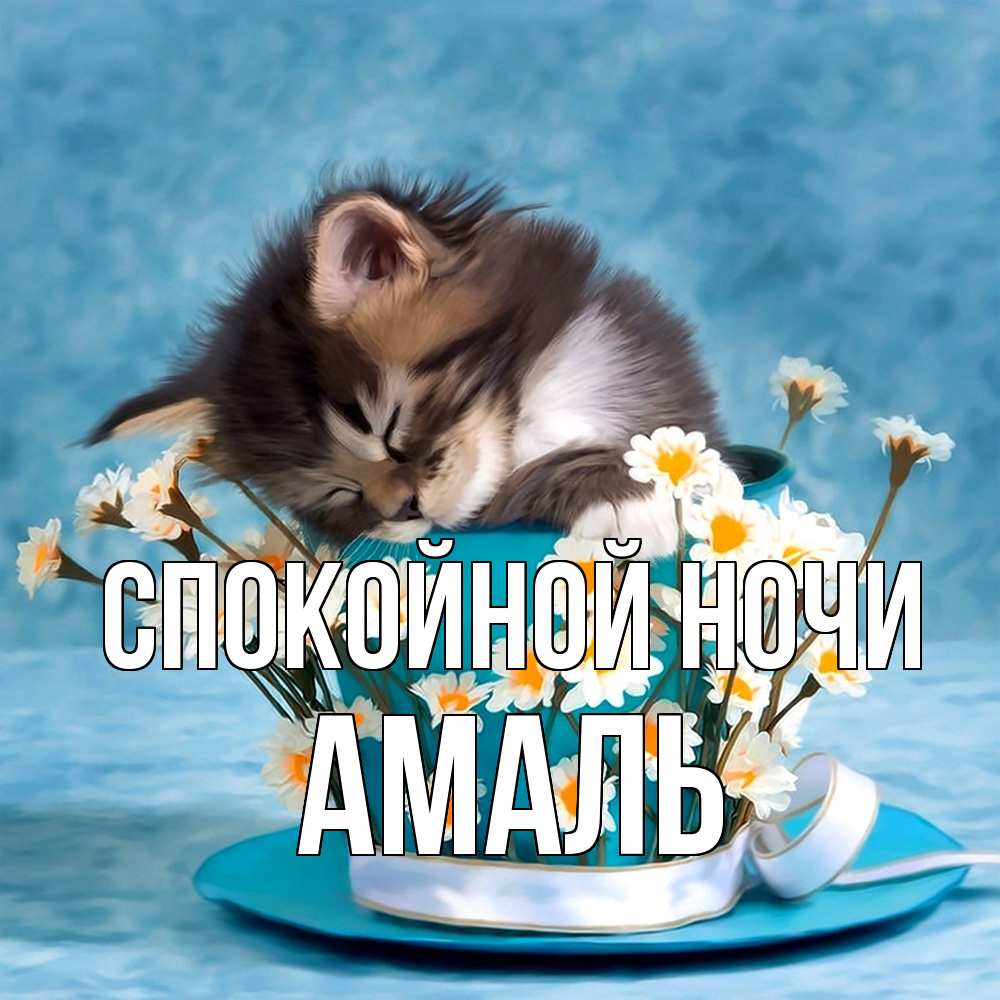 Открытка на каждый день с именем, Амаль Спокойной ночи котенок спит в кружке с блюдцем Прикольная открытка с пожеланием онлайн скачать бесплатно 