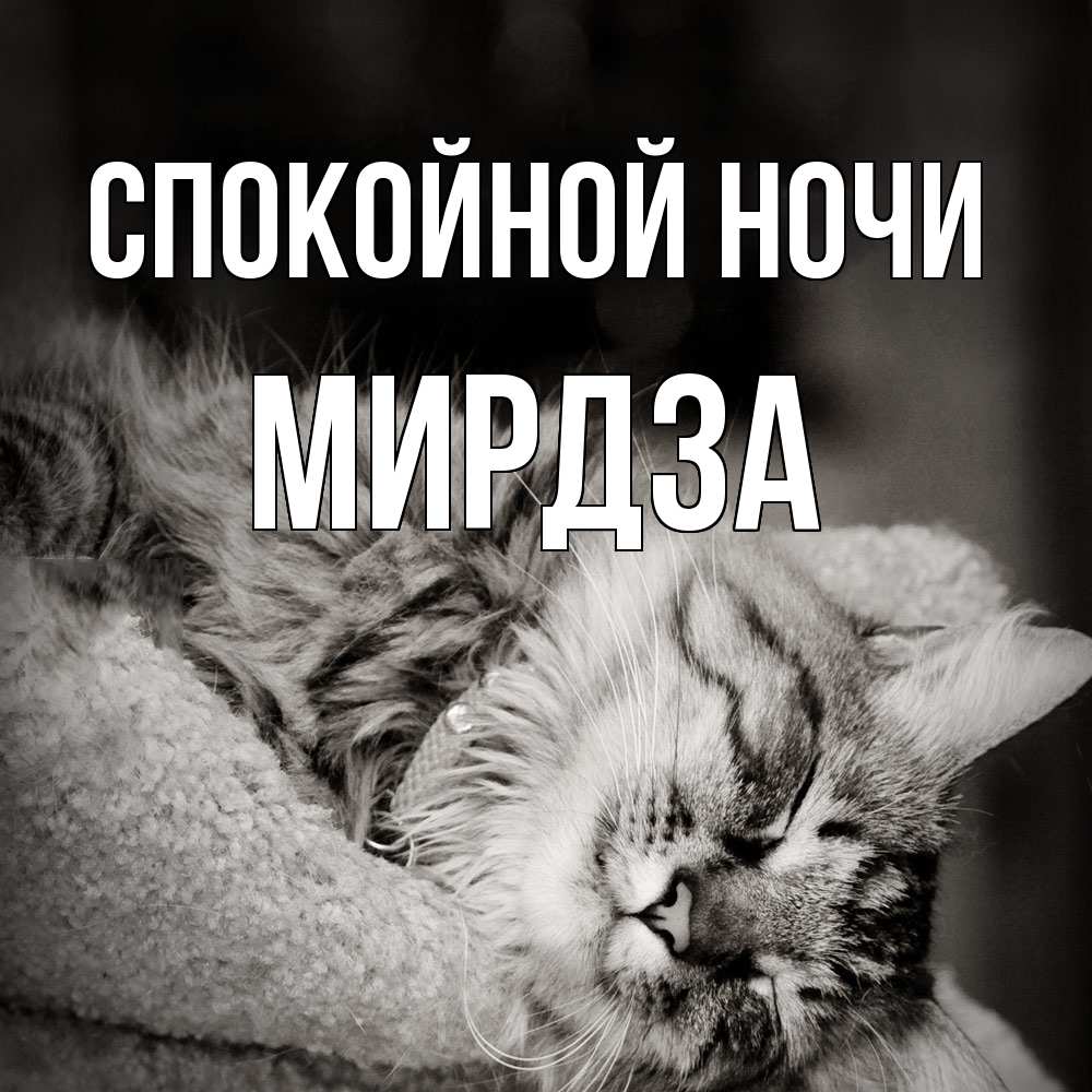 Открытка на каждый день с именем, Мирдза Спокойной ночи котярик пушистый Прикольная открытка с пожеланием онлайн скачать бесплатно 