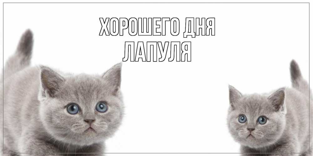 Открытка на каждый день с именем, Лапуля Хорошего дня открытка с котами Прикольная открытка с пожеланием онлайн скачать бесплатно 