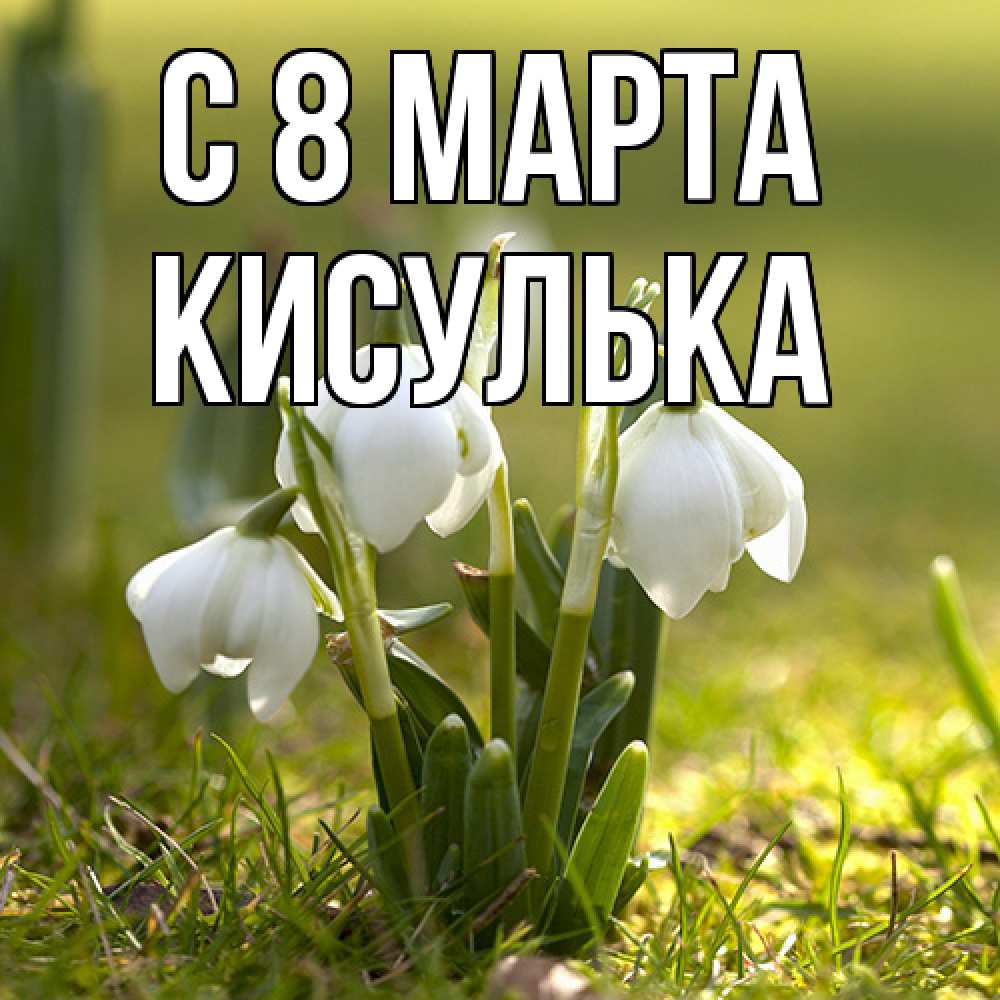 Открытка на каждый день с именем, кисулька C 8 МАРТА ранние цветы 2 Прикольная открытка с пожеланием онлайн скачать бесплатно 