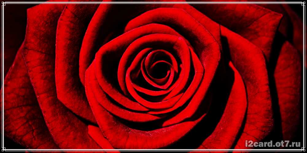 Открытка на каждый день с именем, Капитолина С днем рождения алая роза Прикольная открытка с пожеланием онлайн скачать бесплатно 