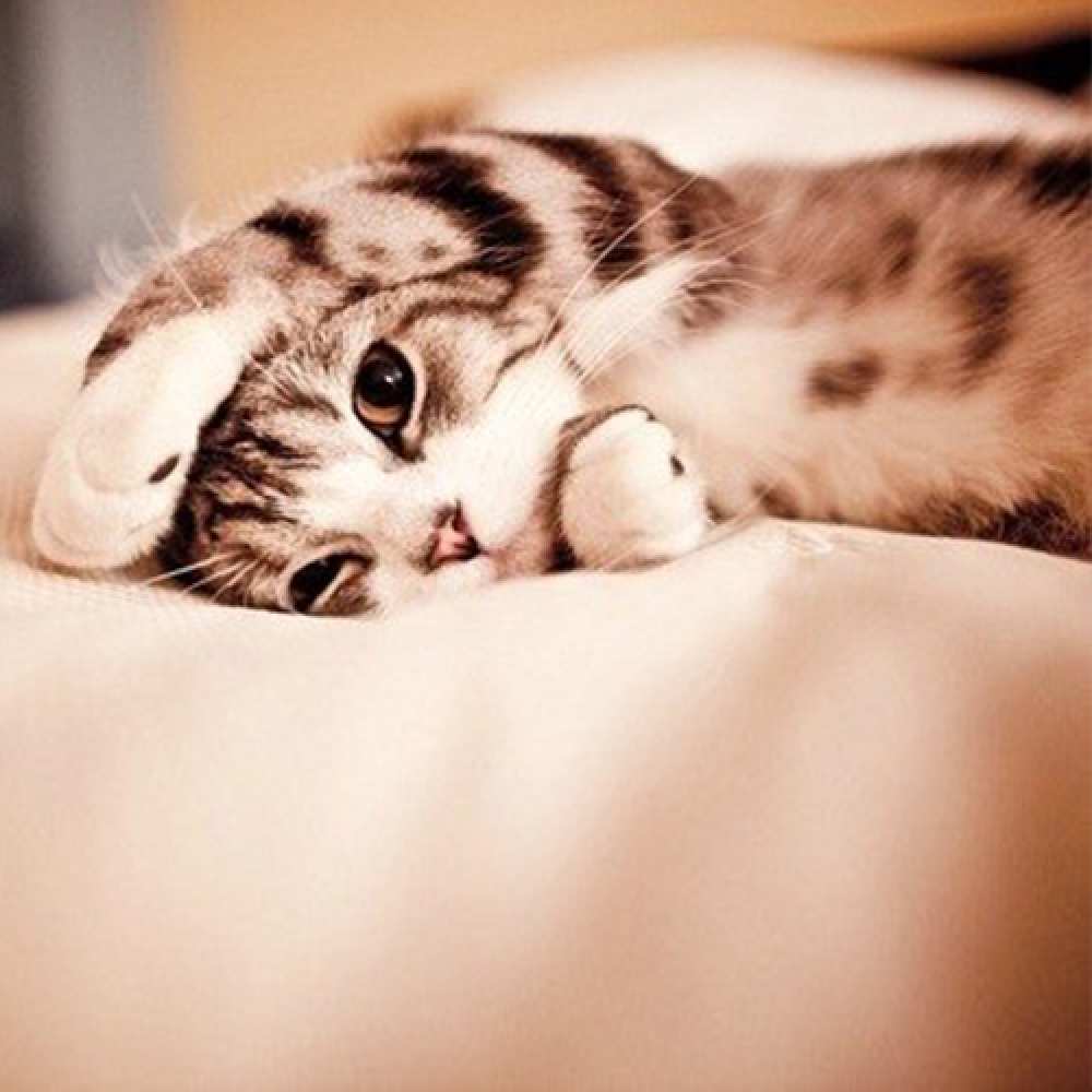 Открытка на каждый день с именем, Азалия Спокойной ночи сладких снов с животными Прикольная открытка с пожеланием онлайн скачать бесплатно 