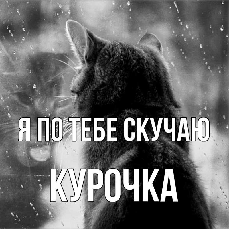 Картинка Я по тебе скучаю, Курочка