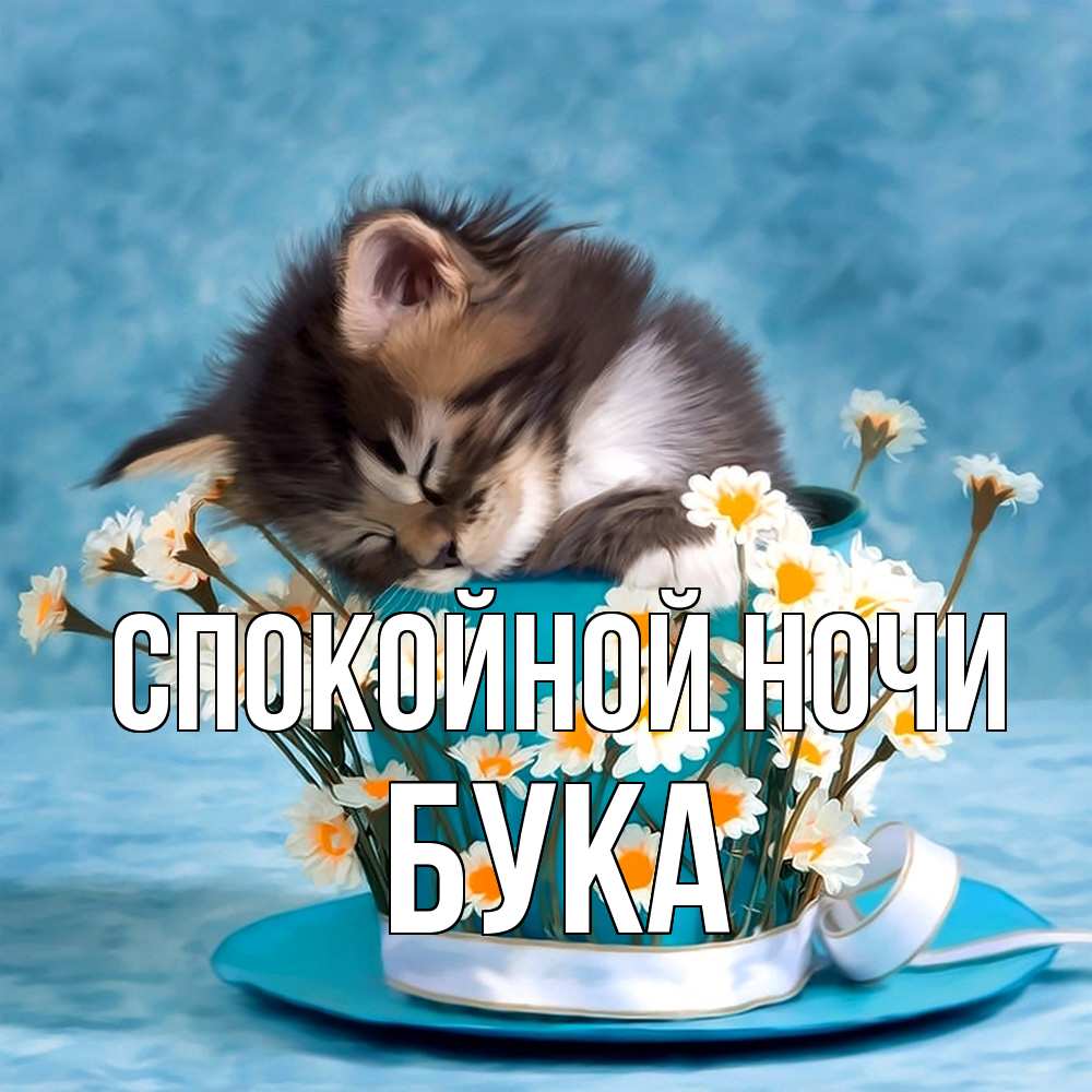 Открытка на каждый день с именем, Бука Спокойной ночи котенок спит в кружке с блюдцем Прикольная открытка с пожеланием онлайн скачать бесплатно 