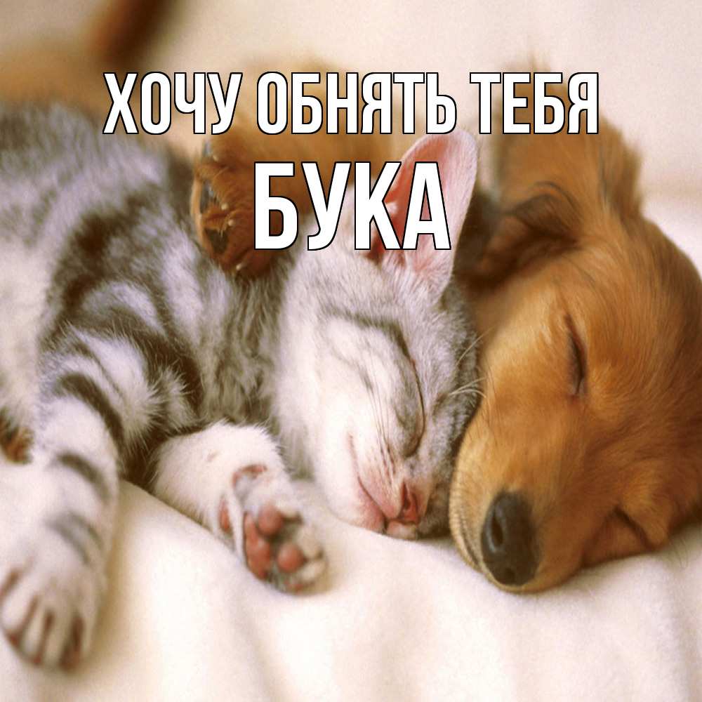 Открытка на каждый день с именем, Бука Хочу обнять тебя пес и котенок Прикольная открытка с пожеланием онлайн скачать бесплатно 