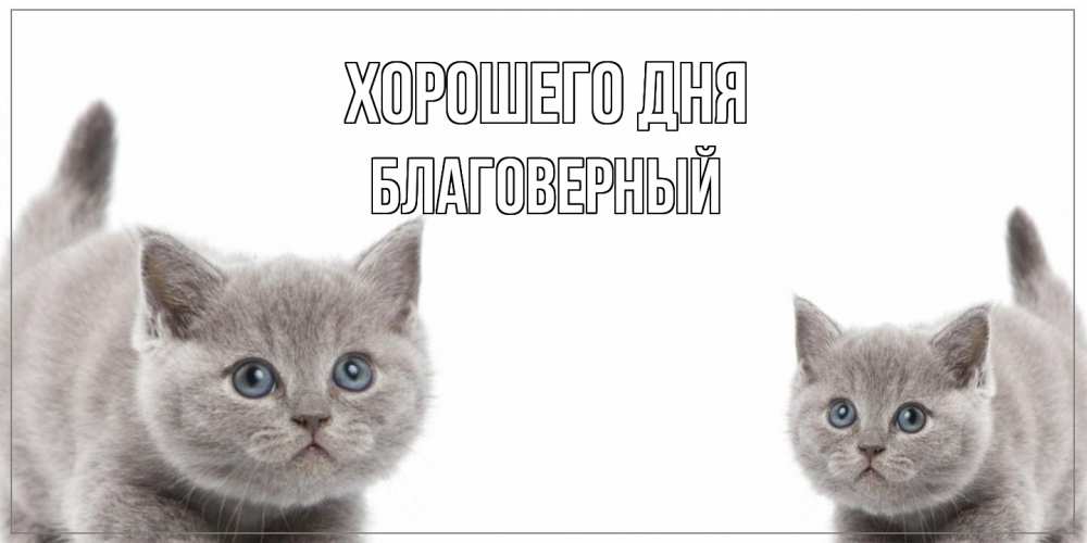 Открытка на каждый день с именем, Благоверный Хорошего дня открытка с котами Прикольная открытка с пожеланием онлайн скачать бесплатно 