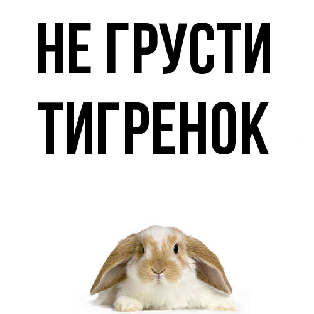 Открытка на каждый день с именем, Тигpенок Не грусти коричнево белый заяц с большими ушками Прикольная открытка с пожеланием онлайн скачать бесплатно 