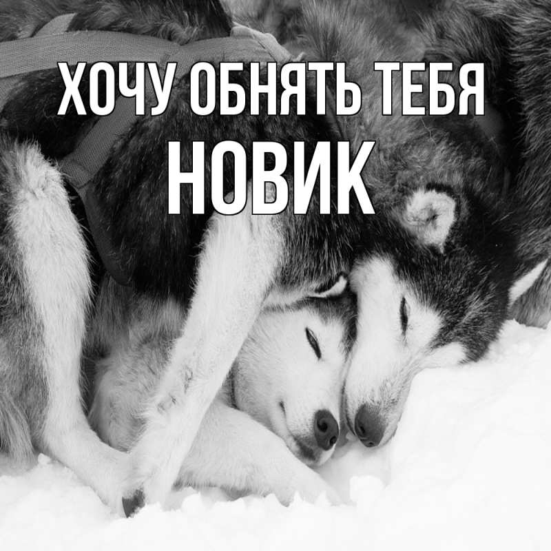 Картинка Хочу обнять тебя, новик
