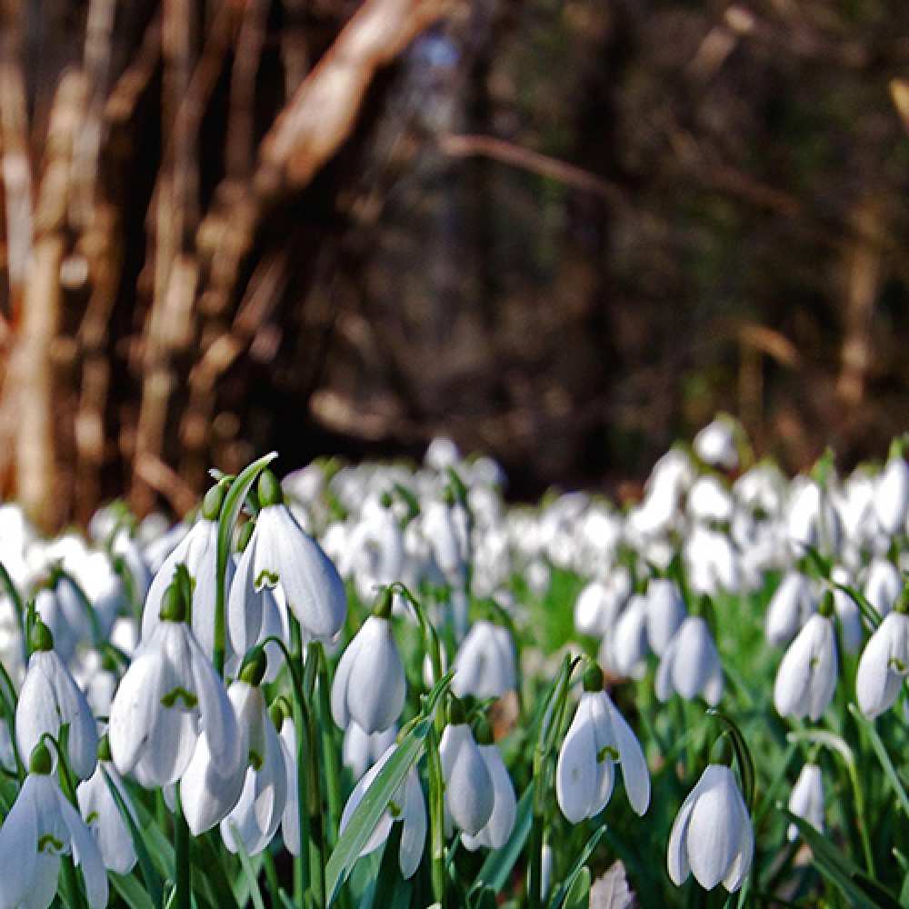 Открытка на каждый день с именем, Аннет C 8 МАРТА с подснежниками 1 Прикольная открытка с пожеланием онлайн скачать бесплатно 
