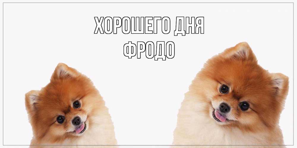 Открытка на каждый день с именем, Фродо Хорошего дня собачки желают прекрасного дня Прикольная открытка с пожеланием онлайн скачать бесплатно 