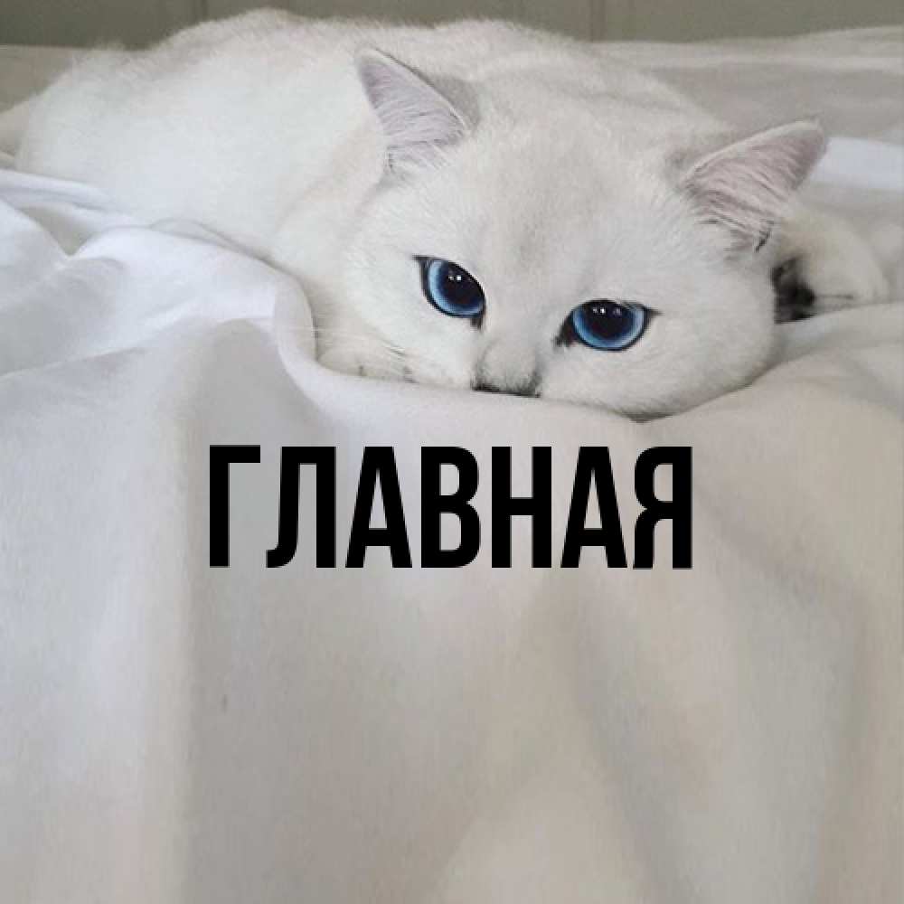 Открытка на каждый день с именем, настя Главная Голубоглазая кошка Прикольная открытка с пожеланием онлайн скачать бесплатно 