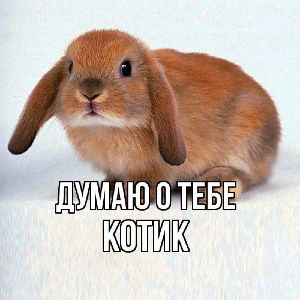 Открытка на каждый день с именем, Котик Думаю о тебе кроль коричневый Прикольная открытка с пожеланием онлайн скачать бесплатно 