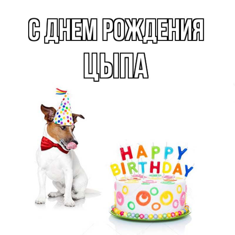 Картинка С днем рождения, Цыпа