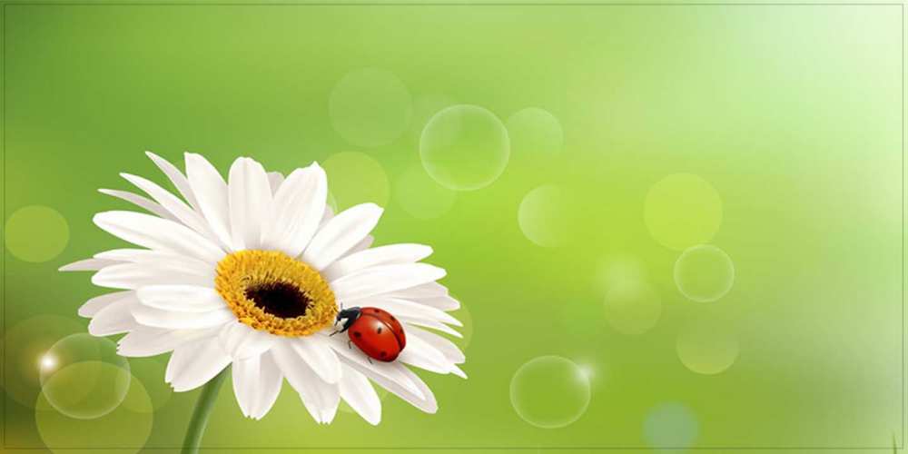 Открытка на каждый день с именем, Сабина Удачного дня зеленый фон и ромашка Прикольная открытка с пожеланием онлайн скачать бесплатно 