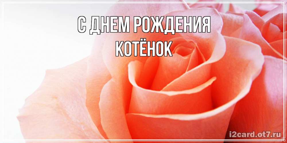 Открытка на каждый день с именем, Котёнок С днем рождения розы для поздравления с днем рождения Прикольная открытка с пожеланием онлайн скачать бесплатно 