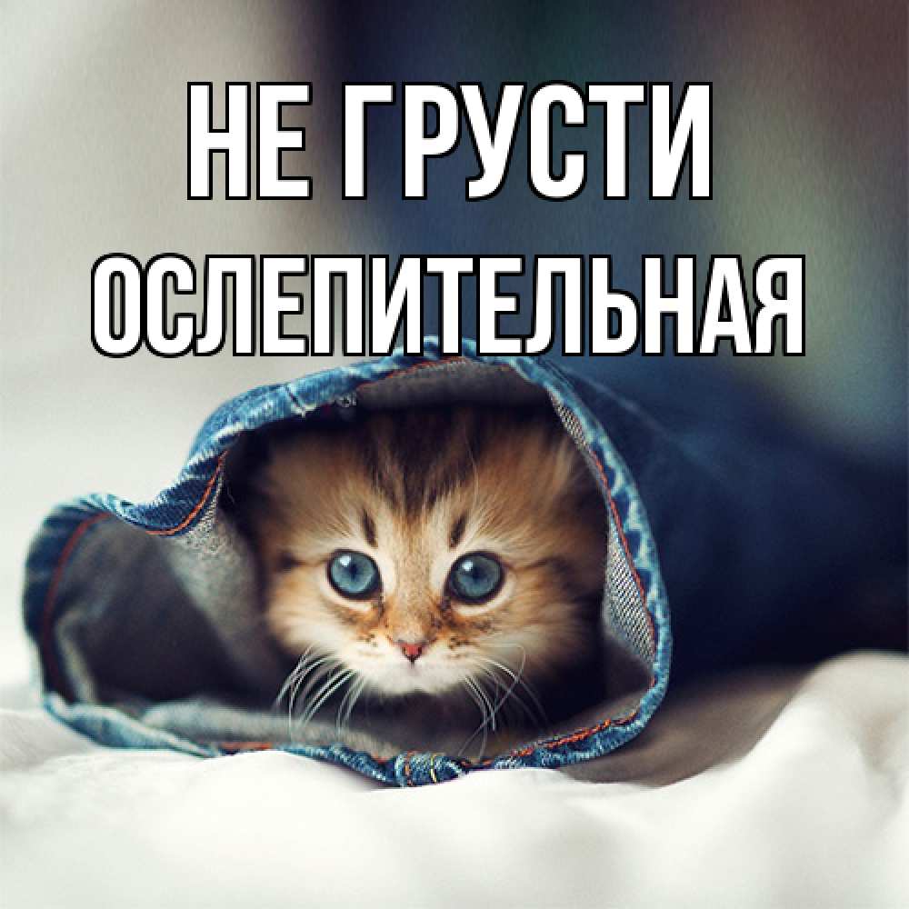 Открытка на каждый день с именем, Ослепительная Не грусти кот в одежде Прикольная открытка с пожеланием онлайн скачать бесплатно 