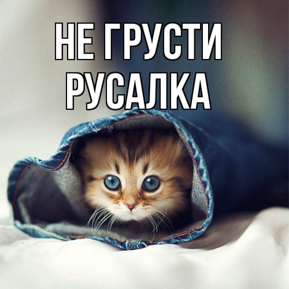 Открытка на каждый день с именем, Русалка Не грусти рыжик котик Прикольная открытка с пожеланием онлайн скачать бесплатно 