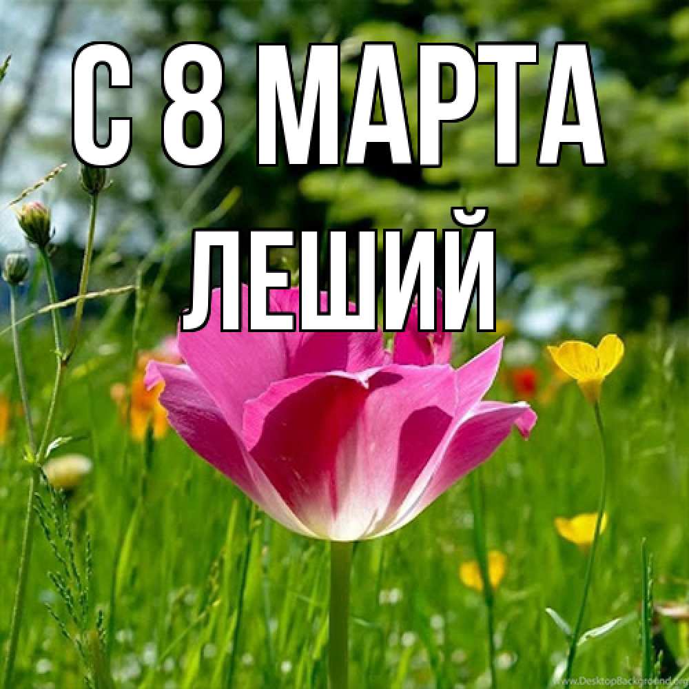 Открытка на каждый день с именем, Леший C 8 МАРТА полевые цветы Прикольная открытка с пожеланием онлайн скачать бесплатно 