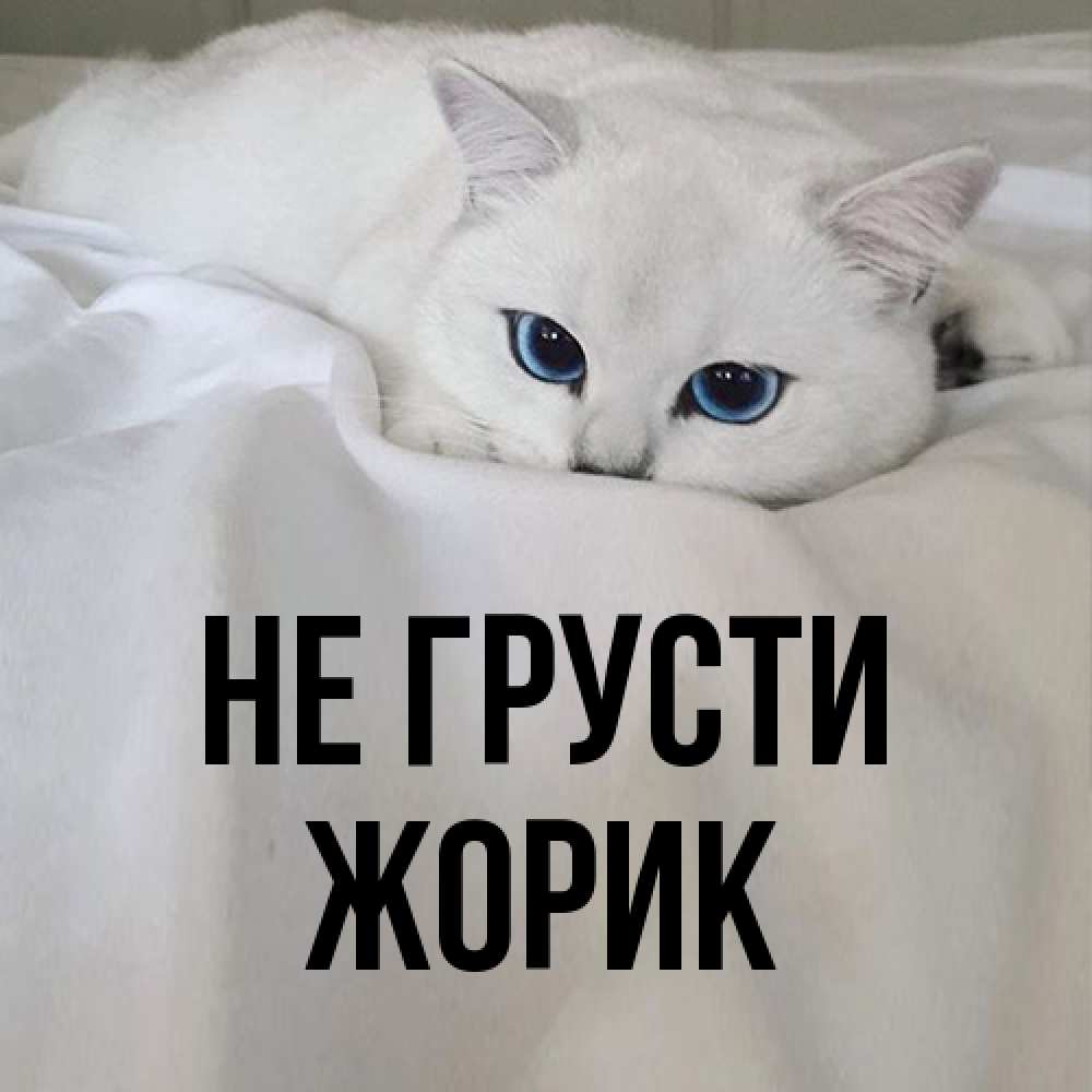 Открытка на каждый день с именем, жорик Не грусти Голубоглазая кошка Прикольная открытка с пожеланием онлайн скачать бесплатно 