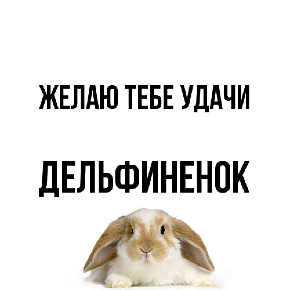 Открытка на каждый день с именем, дельфиненок Желаю тебе удачи открытки с произвольным текстом который можно вставить в открытку и создать ее самостоятельно бесплатно онлайн Прикольная открытка с пожеланием онлайн скачать бесплатно 